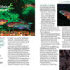 AMAZONAS Nov/Dec 2024: Dwarf Cichlids - Image 6
