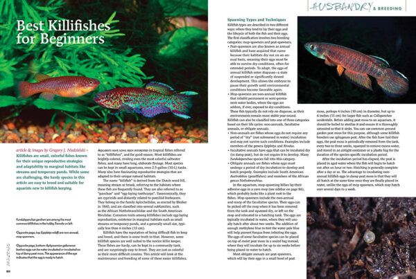 AMAZONAS Nov/Dec 2024: Dwarf Cichlids - Image 6