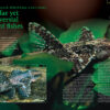 AMAZONAS Jan/Feb 2025: WHIPTAIL CATFISHES - Image 2