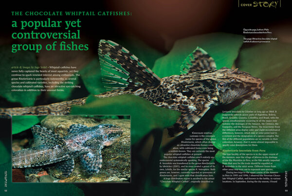 AMAZONAS Jan/Feb 2025: WHIPTAIL CATFISHES - Image 2