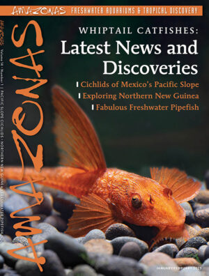 AMAZONAS Jan/Feb 2025: WHIPTAIL CATFISHES