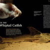 AMAZONAS Jan/Feb 2025: WHIPTAIL CATFISHES - Image 3