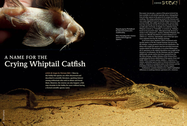 AMAZONAS Jan/Feb 2025: WHIPTAIL CATFISHES - Image 3
