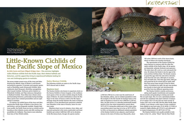 AMAZONAS Jan/Feb 2025: WHIPTAIL CATFISHES - Image 4
