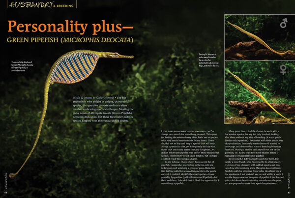 AMAZONAS Jan/Feb 2025: WHIPTAIL CATFISHES - Image 5