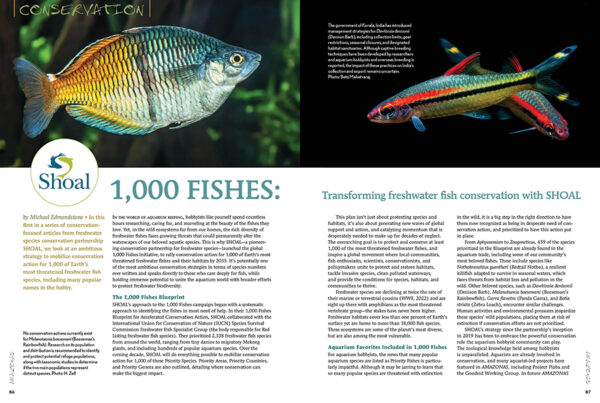 AMAZONAS Jan/Feb 2025: WHIPTAIL CATFISHES - Image 6