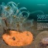 CORAL November/December 2024: SEABEDS - Image 3