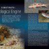 CORAL November/December 2024: SEABEDS - Image 4
