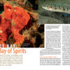 CORAL November/December 2024: SEABEDS - Image 7