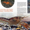 AMAZONAS Mar/Apr 2025: AQUATIC ARTHROPODS - Image 3