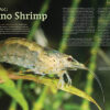 AMAZONAS Mar/Apr 2025: AQUATIC ARTHROPODS - Image 5