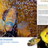 AMAZONAS Mar/Apr 2025: AQUATIC ARTHROPODS - Image 7