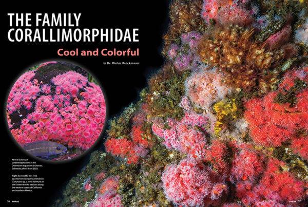 CORAL March/April 2025: MAKE ROOM FOR 'SHROOMS - Image 7
