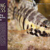CORAL March/April 2025: MAKE ROOM FOR 'SHROOMS - Image 10