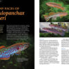 AMAZONAS May/Jun 2025: FUNDULOPANCHAX KILLIFISHES - Image 6