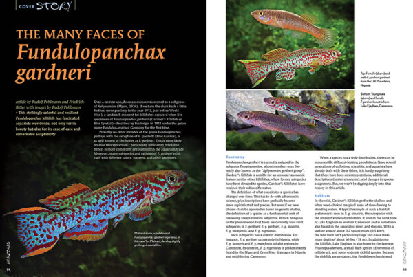 AMAZONAS May/Jun 2025: FUNDULOPANCHAX KILLIFISHES - Image 6