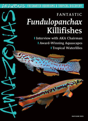 AMAZONAS May/Jun 2025: FUNDULOPANCHAX KILLIFISHES