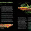 AMAZONAS May/Jun 2025: FUNDULOPANCHAX KILLIFISHES - Image 5