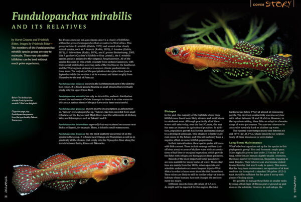 AMAZONAS May/Jun 2025: FUNDULOPANCHAX KILLIFISHES - Image 5