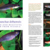 AMAZONAS May/Jun 2025: FUNDULOPANCHAX KILLIFISHES - Image 4
