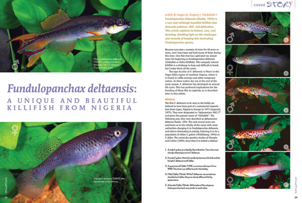 AMAZONAS May/Jun 2025: FUNDULOPANCHAX KILLIFISHES - Image 4