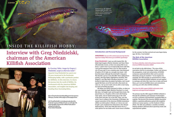 AMAZONAS May/Jun 2025: FUNDULOPANCHAX KILLIFISHES - Image 3