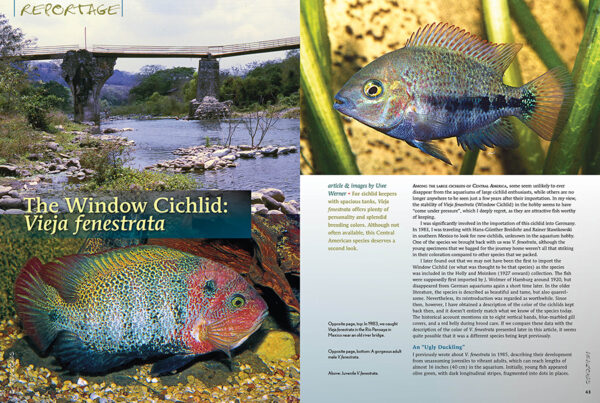 AMAZONAS May/Jun 2025: FUNDULOPANCHAX KILLIFISHES - Image 2