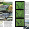 AMAZONAS May/Jun 2025: FUNDULOPANCHAX KILLIFISHES - Image 7