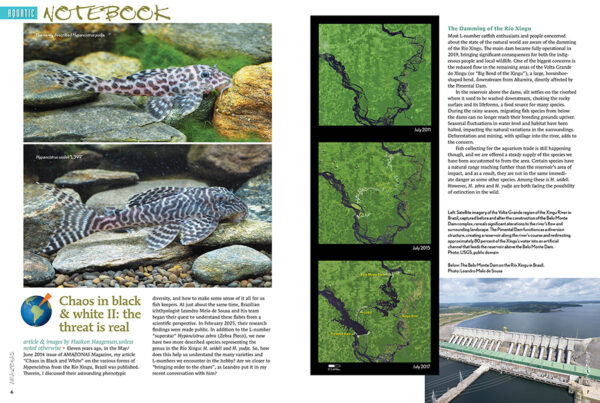 AMAZONAS May/Jun 2025: FUNDULOPANCHAX KILLIFISHES - Image 7