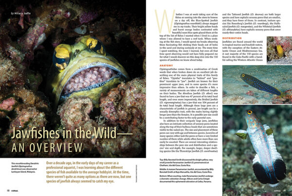 CORAL May/June 2025: JAW-DROPPING JAWFISHES - Image 3