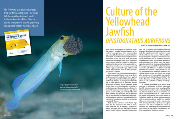 CORAL May/June 2025: JAW-DROPPING JAWFISHES - Image 4
