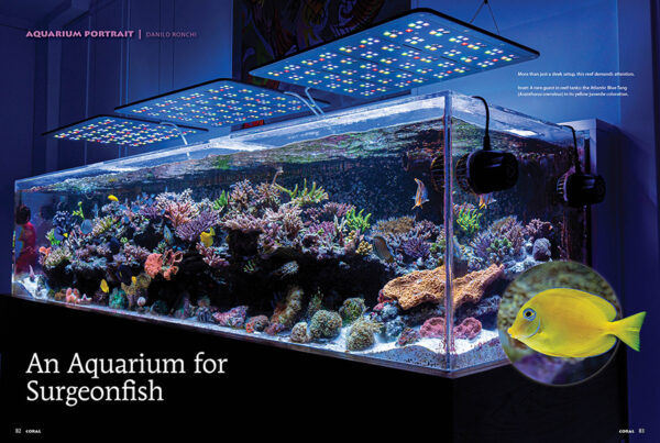 CORAL May/June 2025: JAW-DROPPING JAWFISHES - Image 7