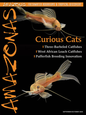 AMAZONAS Sep/Oct 2025: CURIOUS CATS